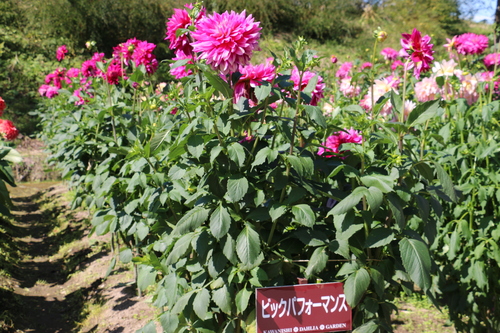 恋のダリヤ・愛のダリヤが咲いてます！川西ダリヤ園・２０１５・・・１５４_c0075701_22403860.jpg