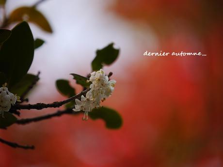 年齢を重ねた寛容さ、癒しの花が咲く☆_c0098807_2214384.jpg