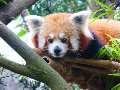 【シンガポールの旅】シンガポール動物園の動物たち_b0182708_09074110.jpg