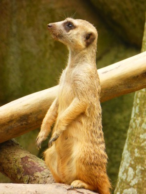 【シンガポールの旅】シンガポール動物園の動物たち_b0182708_09085935.jpg