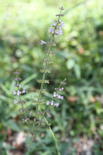 c0189013_720222.jpg