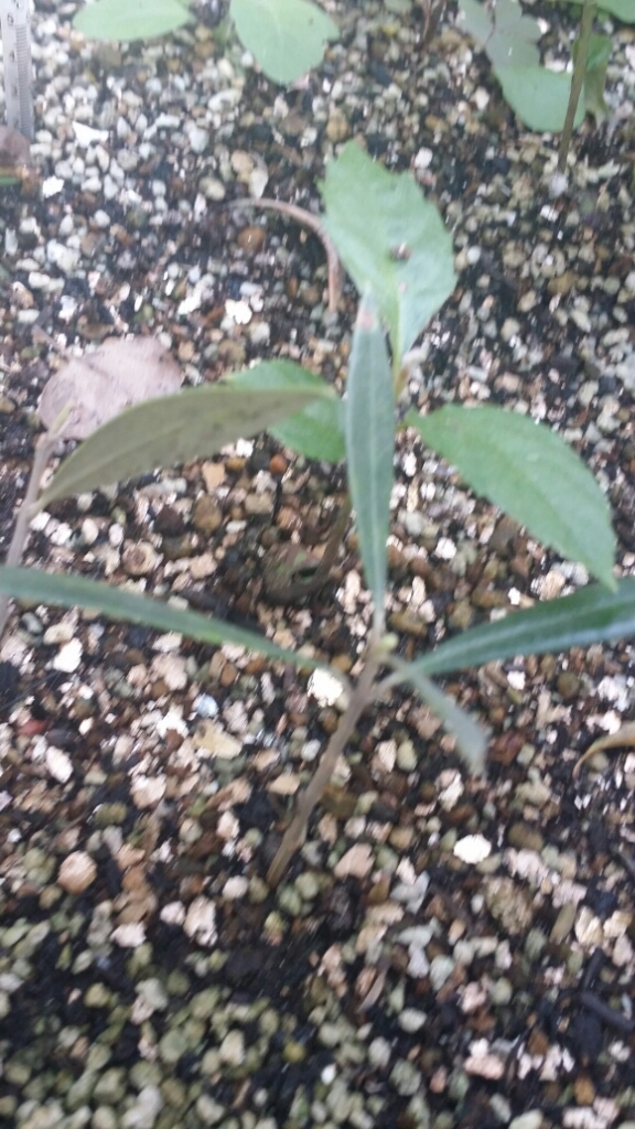 成功しました🌱オリーブの挿し木_d0318916_14533146.jpg
