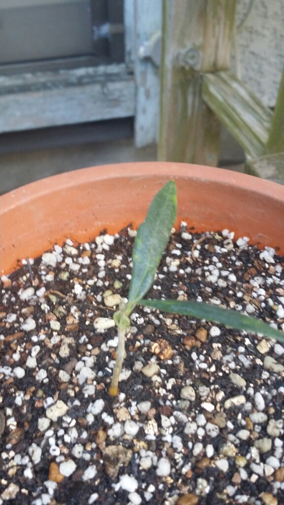 成功しました🌱オリーブの挿し木_d0318916_14533648.jpg