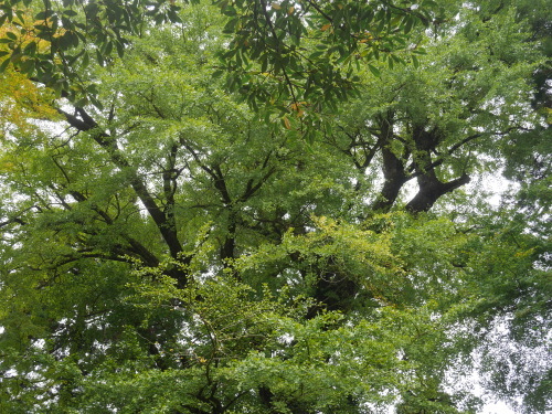 a0315918_15294793.jpg