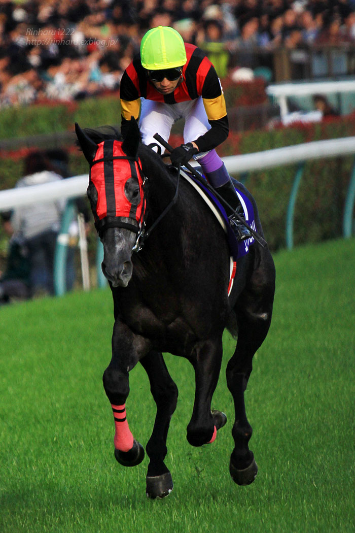 2015.11.1 東京競馬場☆エイシンヒカリ【Thoroughbred】_f0250322_2052095.jpg