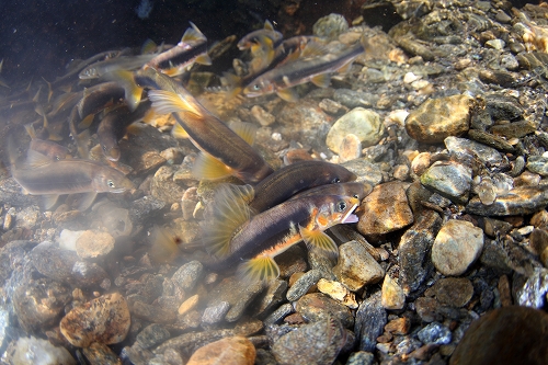 f0206424_1723687.jpg