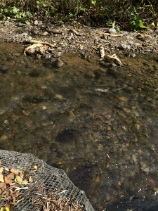 札幌へ④鮭の遡上見学_a0059035_13230737.jpg