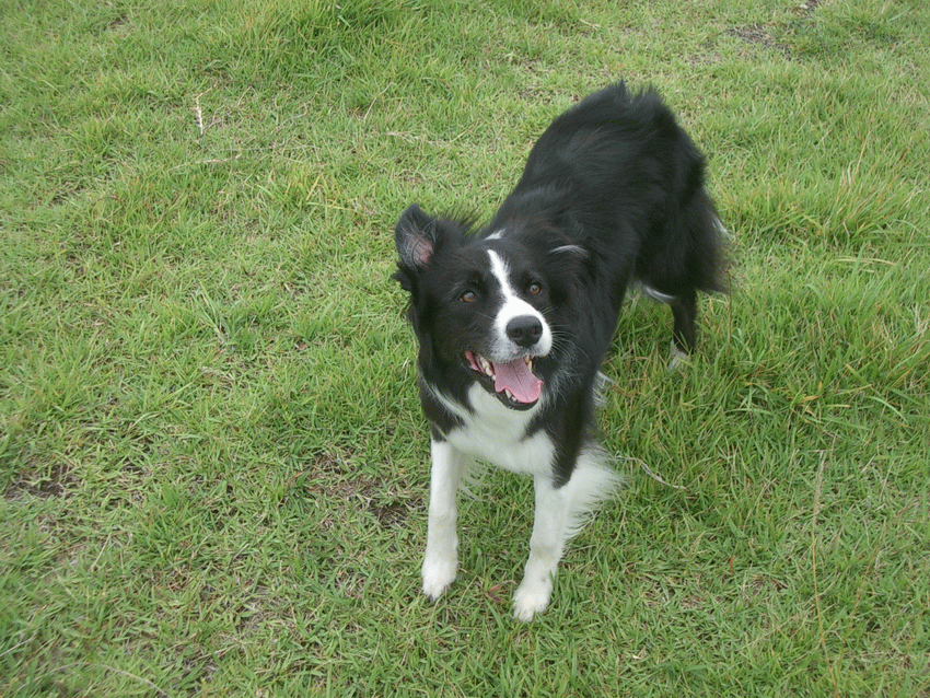 e0128144_17023205.gif