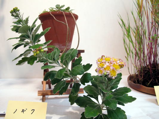 秋の山野草展_c0147952_112579.jpg