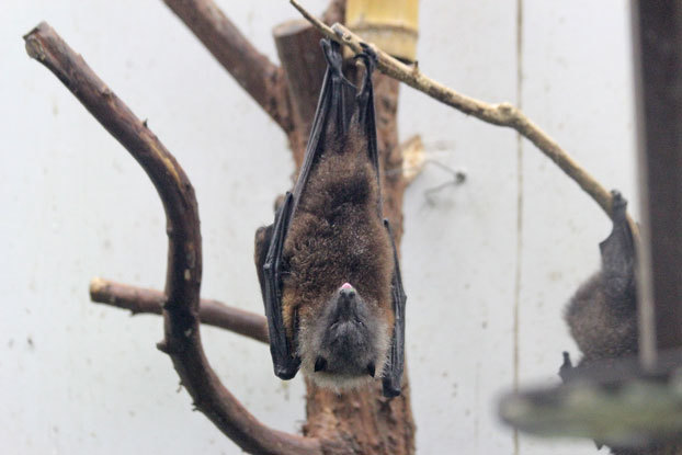 オリイオオコウモリの交尾 再会 シロフクロウ 続 動物園ありマス オリイオオコウモリの交尾 再会 シロフクロウ 続 動物園ありマス