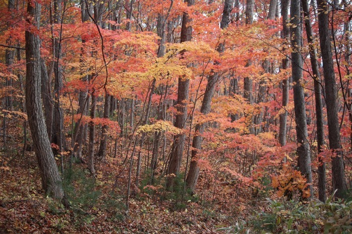 10月25日　大沼の紅葉を　5_b0250154_07152671.jpg