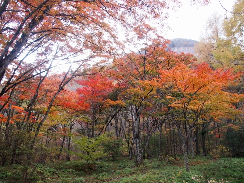 伊香保森林公園もみじの広場　（　2015.10.30　）_b0335256_20521369.jpg