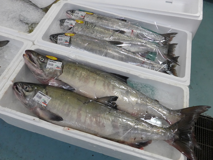 気仙沼と陸前高田へ行く。 ~後編~_f0232060_17154611.jpg
