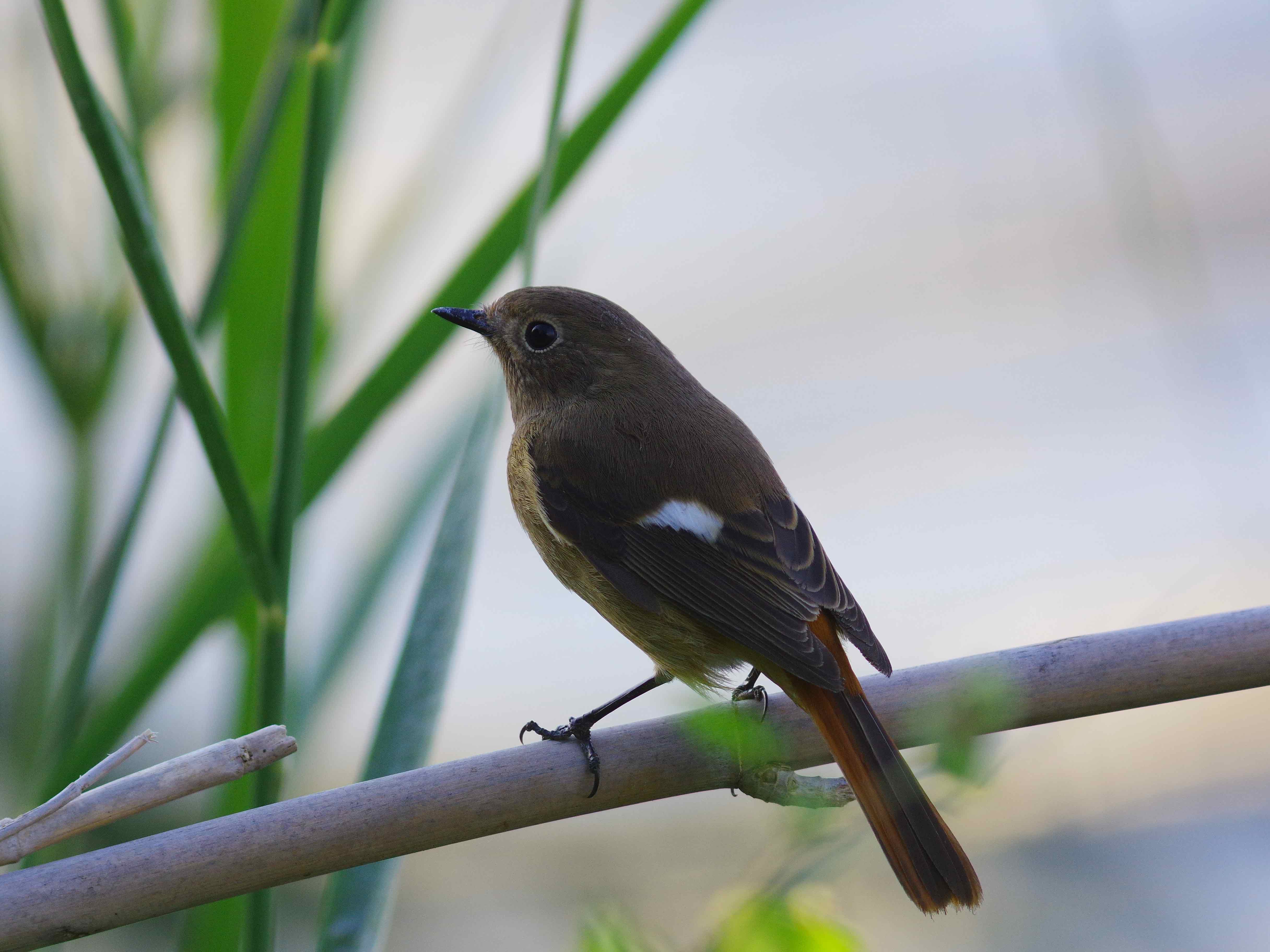 ２０１５年　１０月　野鳥_c0176183_3581181.jpg