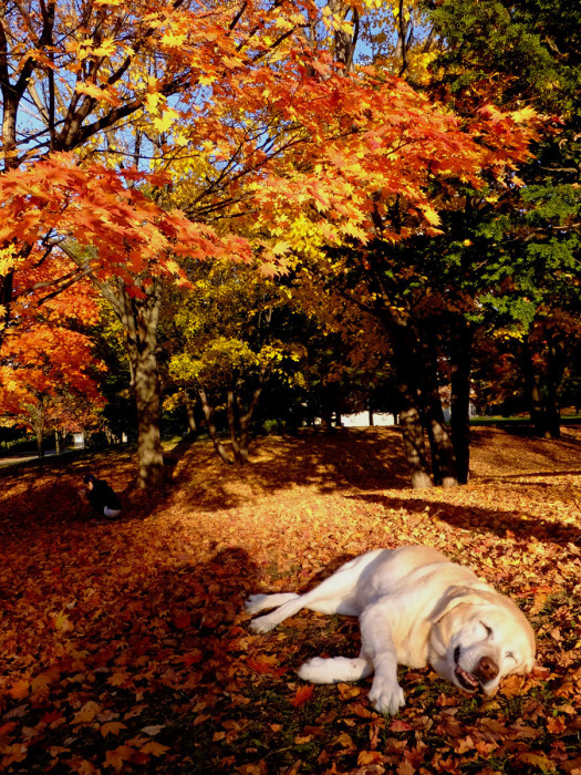 中島公園の紅葉　10/23_f0182885_22163849.jpg