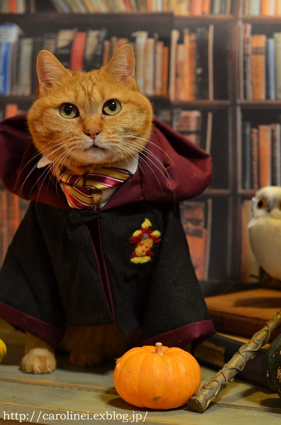 Happy Halloween!　　Handmade Cat Costume(Hermione,Harry Potter)_d0025294_02135.jpg