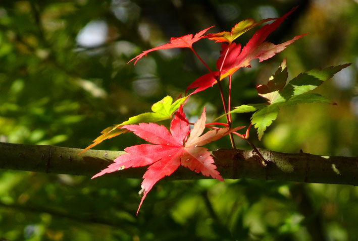 白雲荘も部分紅葉_b0145296_14262596.jpg