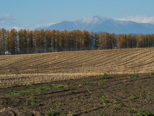 カンタベリーとその周辺の「カラマツの紅葉」が見頃となりました。_f0276498_20405623.jpg