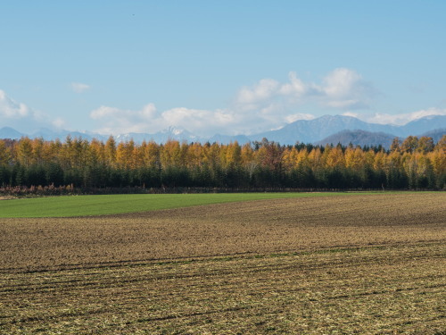 カンタベリーとその周辺の「カラマツの紅葉」が見頃となりました。_f0276498_20413049.jpg