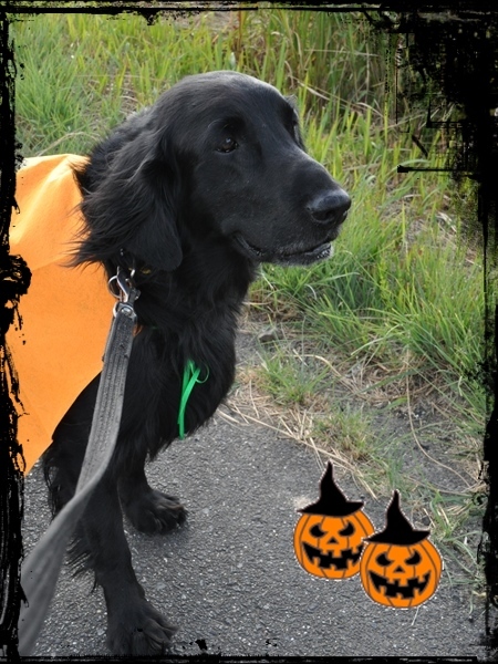 \'15 Happy Halloween_f0176499_02034008.jpg