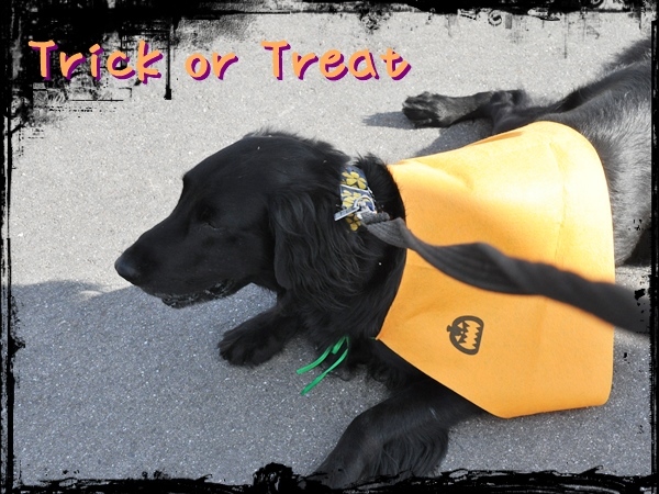 \'15 Happy Halloween_f0176499_02052884.jpg