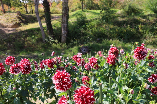 恋のダリヤ・愛のダリヤが咲いてます！川西ダリヤ園・２０１５・・・１５７_c0075701_6541328.jpg