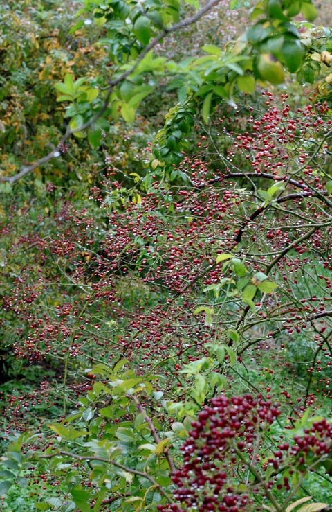 d0166303_2034453.jpg