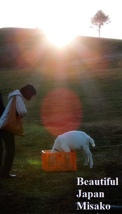 茶臼山にて・・・．｡･：*：･ﾟ`☆､｡　10月31日 - Beautiful Japan 絵空事