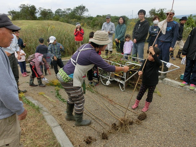 浮島ヶ原自然公園で「セイタカアワダチソウをやっつけよう!」作戦_f0141310_932651.jpg
