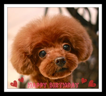 Happy Birthday♡リリィちゃん_d0060413_1137525.jpg