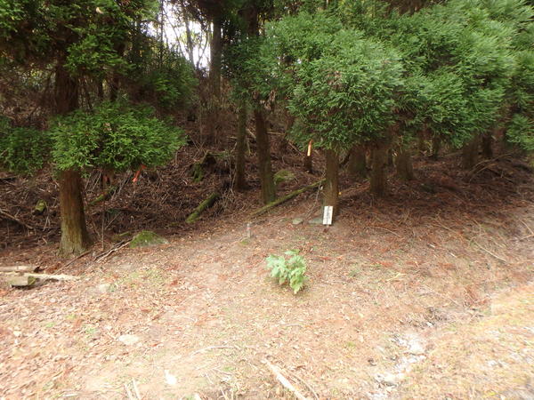 d0198313_8115730.jpg