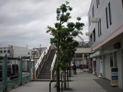 b0042238_20403424.jpg