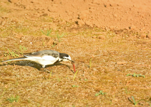 野火止のハクセキレイ White Wagtail_f0206939_1544567.jpg