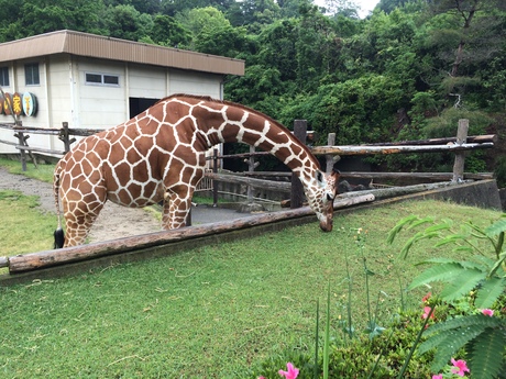 紅葉ネイルと動物園_a0116246_15891.jpg