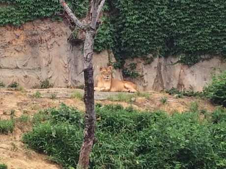 紅葉ネイルと動物園_a0116246_211063.jpg