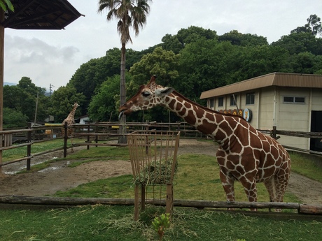 紅葉ネイルと動物園_a0116246_252678.jpg