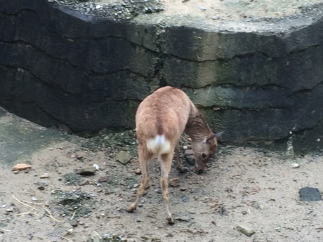 紅葉ネイルと動物園_a0116246_264012.jpg