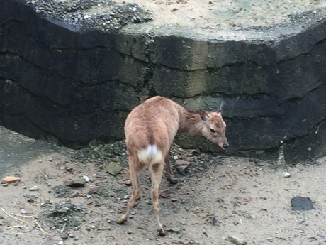 紅葉ネイルと動物園_a0116246_275574.jpg