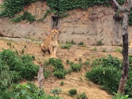 紅葉ネイルと動物園_a0116246_293238.jpg