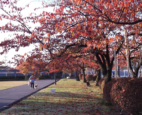 桜紅葉・映える_f0333346_16105021.jpg