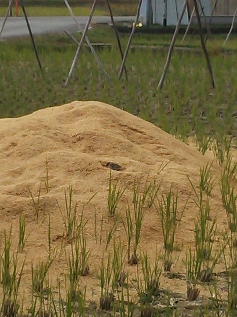 c0073152_23243339.jpg