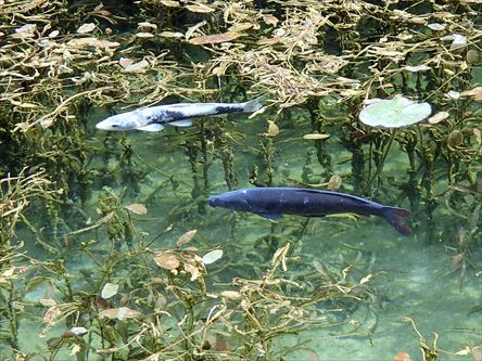 行ってきました　モネの池、北海道の味_e0044657_2222282.jpg