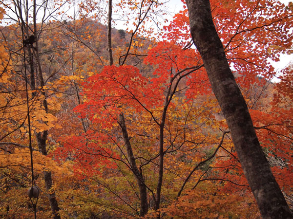 西沢渓谷で紅葉狩り_c0011862_11281826.jpg