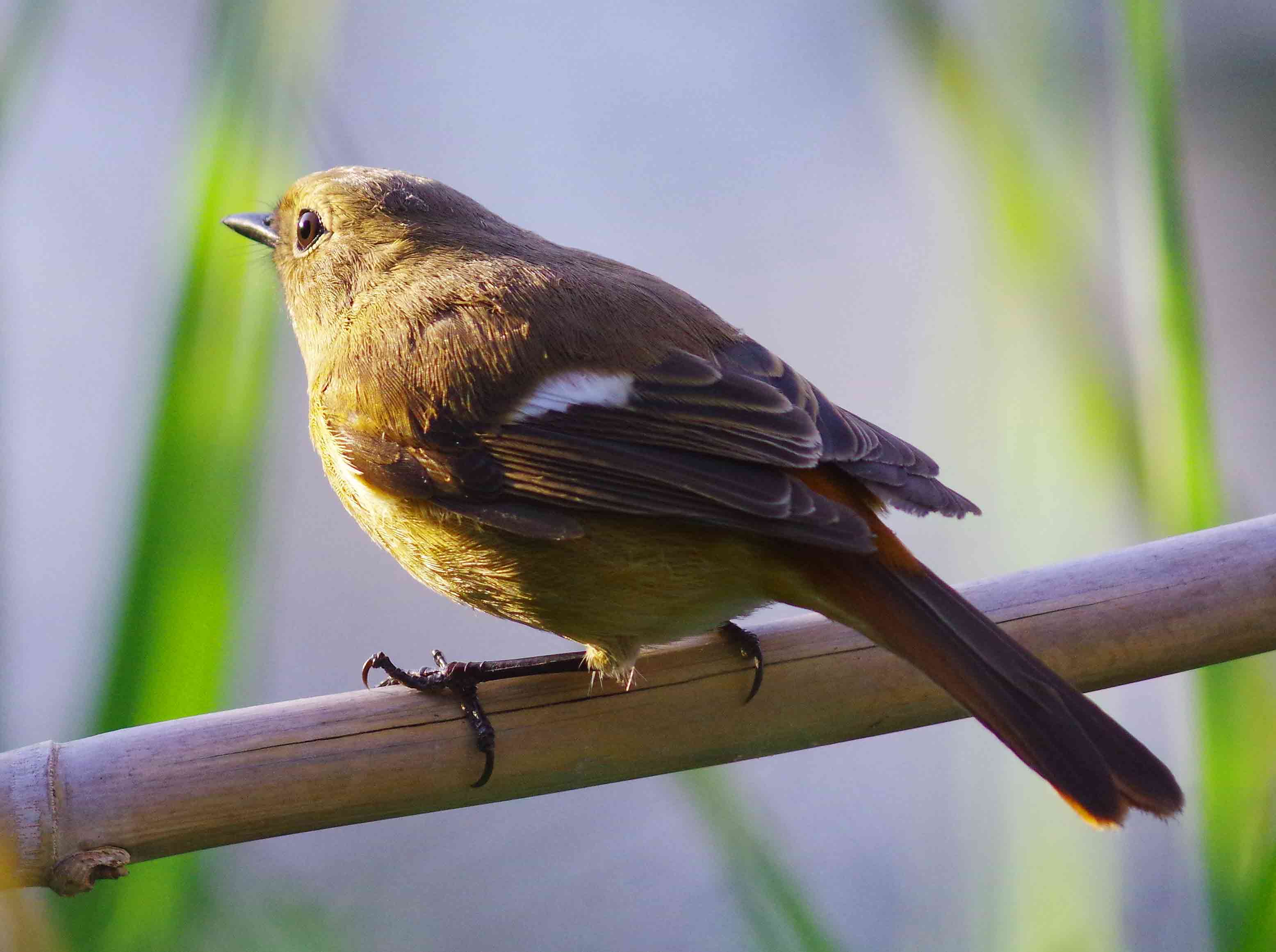 ２０１５年　１０月　野鳥_c0176183_20285036.jpg