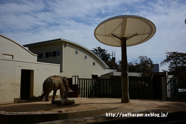 ２０１５年１０月　王子動物園　その１　旦旦ハロウィンイベント_a0052986_2355102.jpg