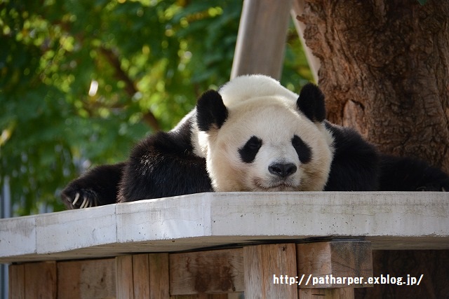 ２０１５年１０月　王子動物園　その１　旦旦ハロウィンイベント_a0052986_23553315.jpg