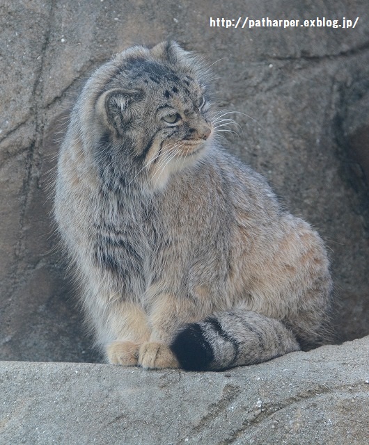 ２０１５年１０月　王子動物園　その１　旦旦ハロウィンイベント_a0052986_23564755.jpg