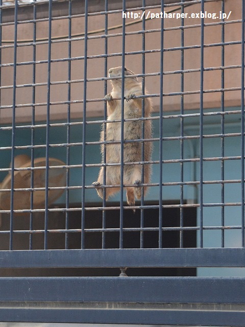 ２０１５年１０月　王子動物園　その１　旦旦ハロウィンイベント_a0052986_23571073.jpg