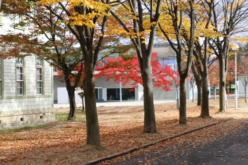 キャンパスの紅葉＆黄葉　１１月３日昼前　楓蔦黄ばむ（もみじ　つた　きばむ）・・・２_c0075701_16405423.jpg