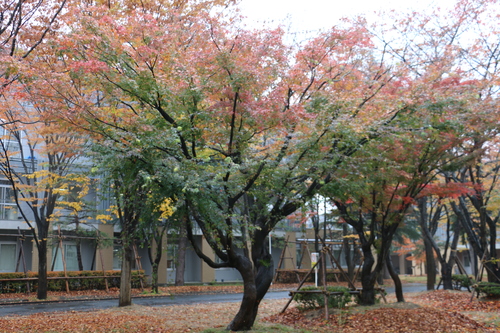 小雨降るキャンパスの紅葉　１１月２日昼前　楓蔦黄ばむ（もみじ　つた　きばむ）_c0075701_1674051.jpg